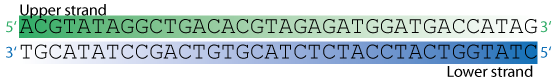 reverse complement snapgene viewer